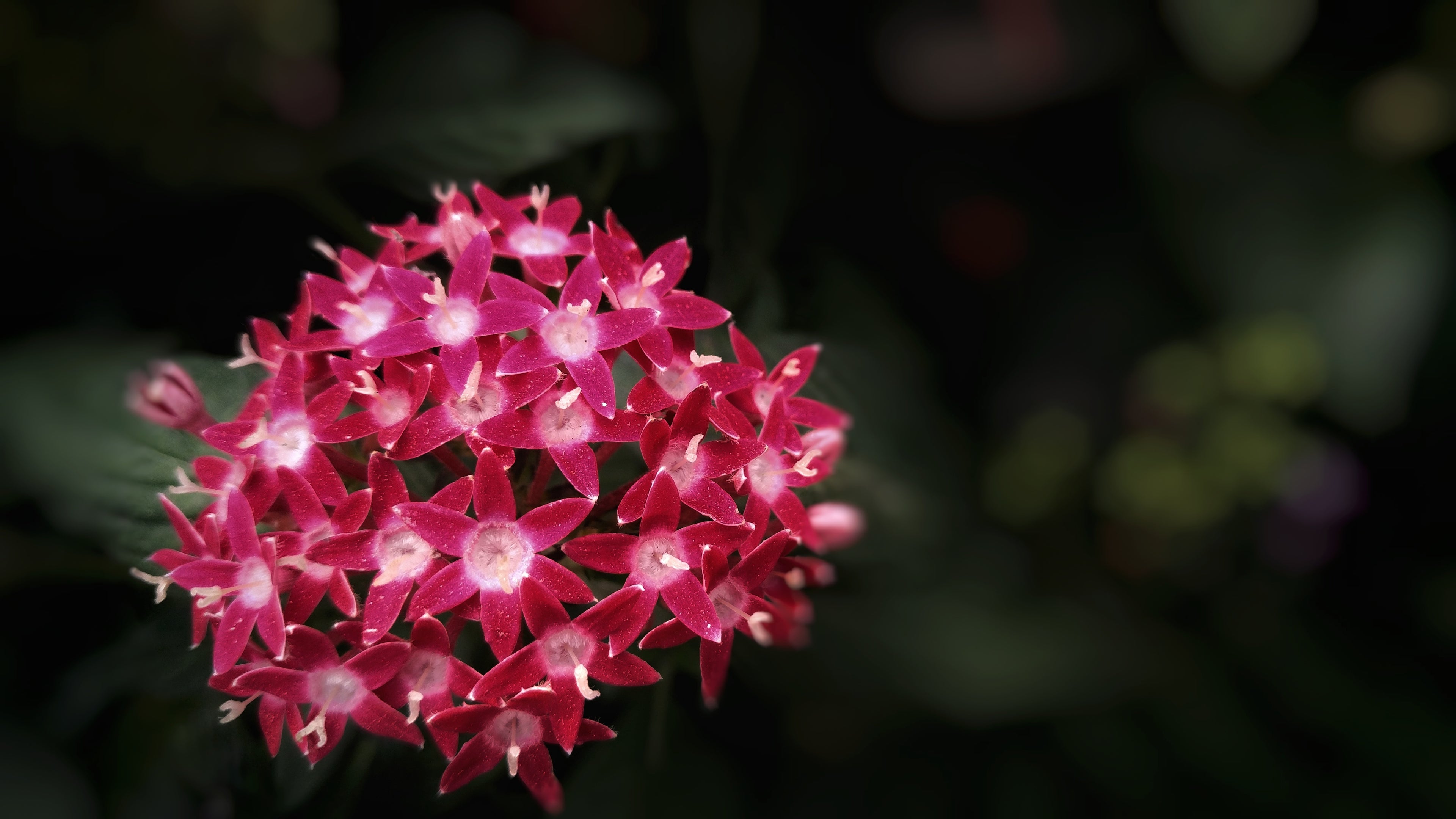 Bright pink flowers used as natural ingredient inspiration for Color Safe Gray Hiding Shampoo